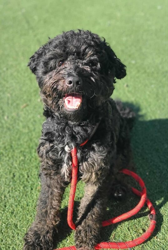 Picture of the Animal Listed